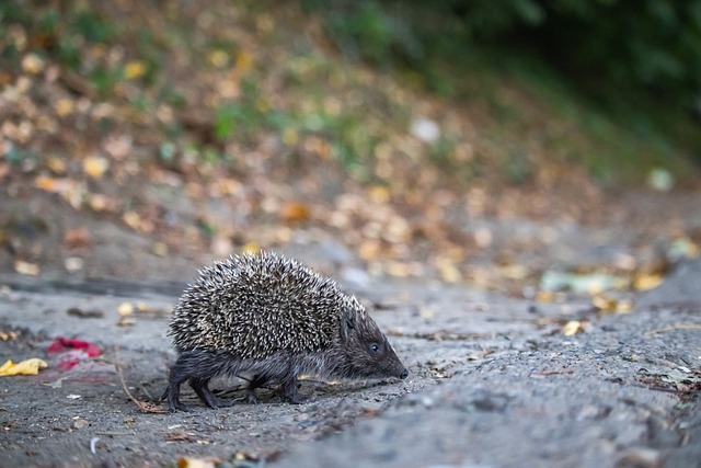 改变比赛节 改变比赛节